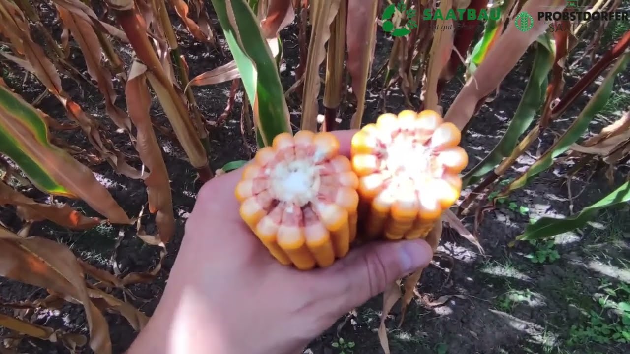 🌽Гібрид кукурудзи Норіко (ФАО 250)🌽