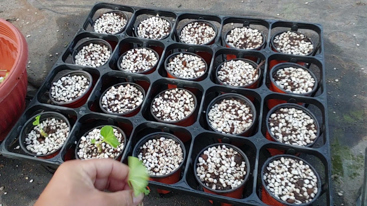 제라늄 목질화된것 가지 치고  삽목 하며 풍성하게 키우기