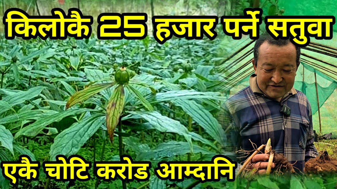 किलोकै 25 हजार पर्ने सतुवा खेती, 39 रोपनिमा खेती गरेका शेर्पा दाइ बर्समै करोड आम्दानी herbs farming