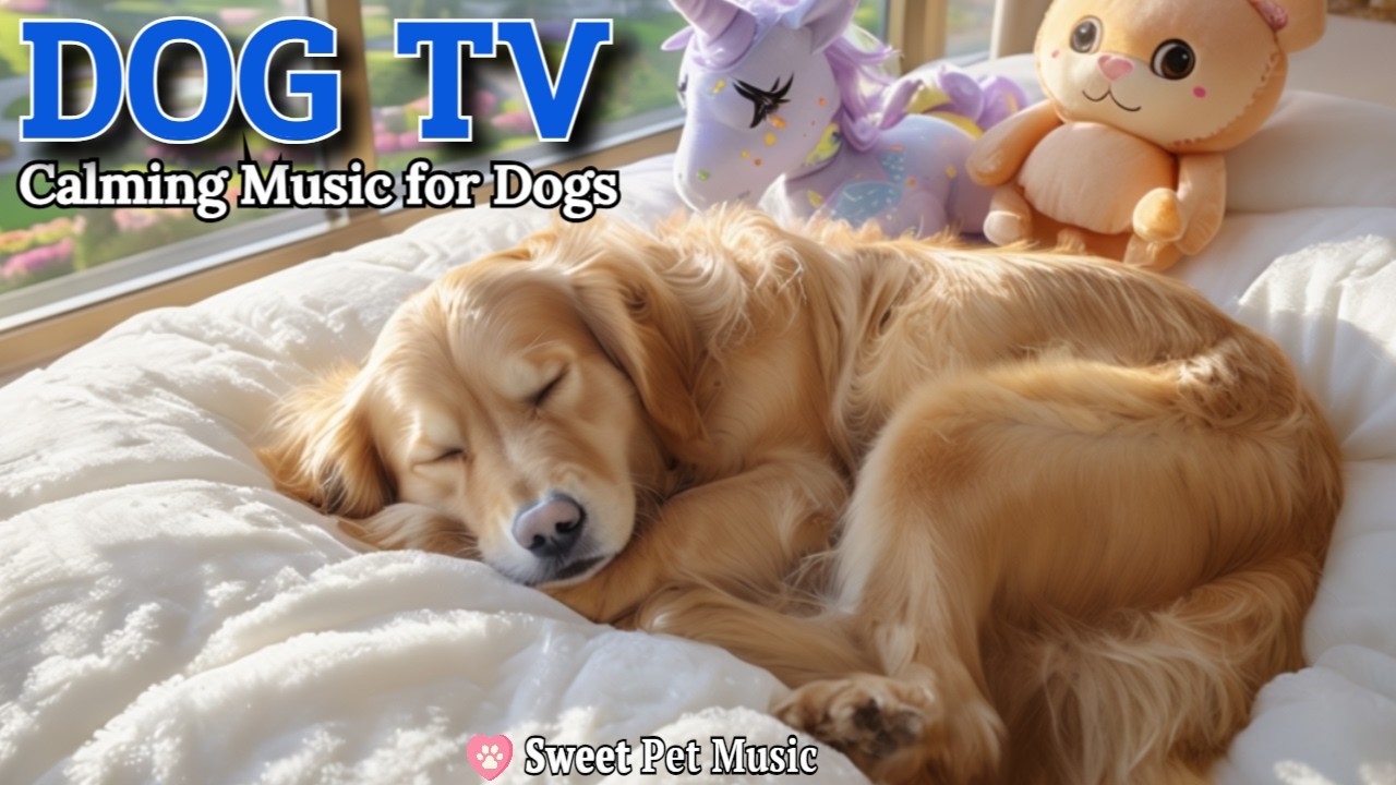 20 Hours of Calming Dog Music🦮💖Healing Music for Stress & Full Relaxation🎵💤Silent Night Dog TV