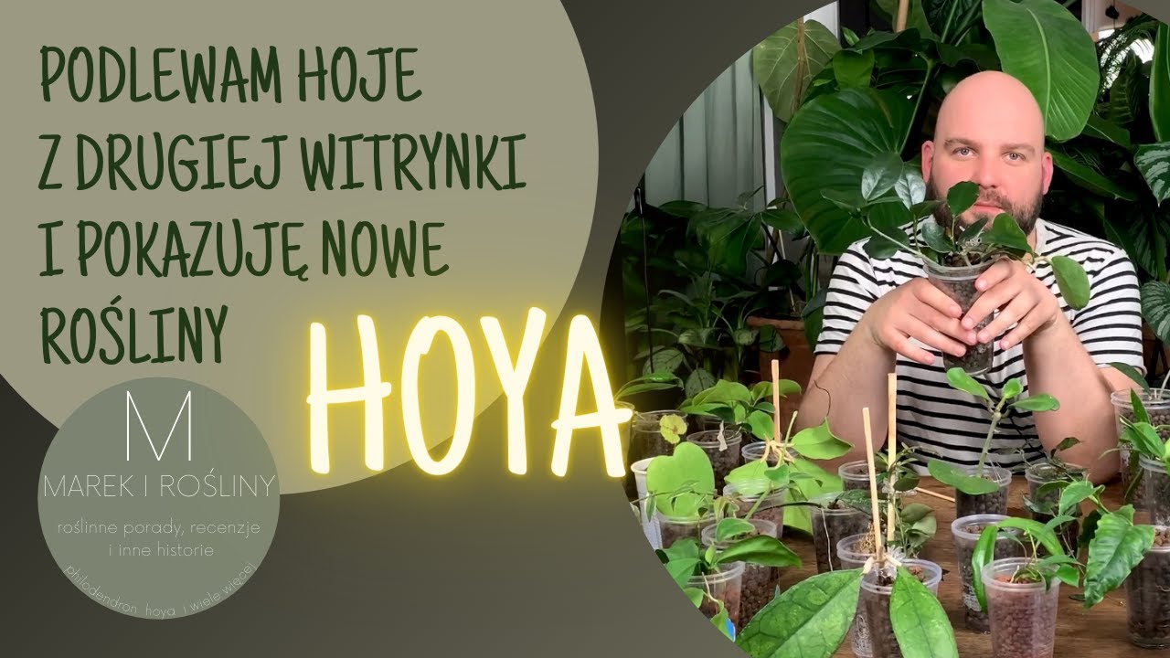 Podlewam hoje z drugiej witrynki i pokazuję nowe rośliny