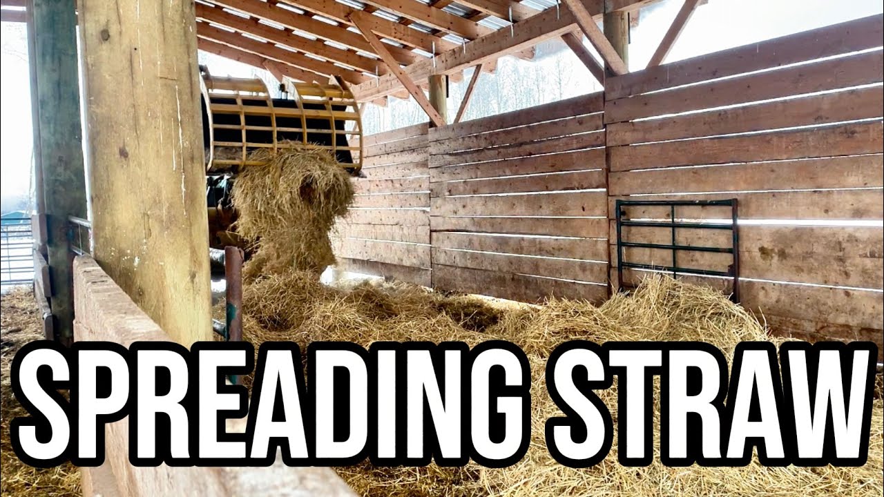 Bedding Cattle for the WINTER!