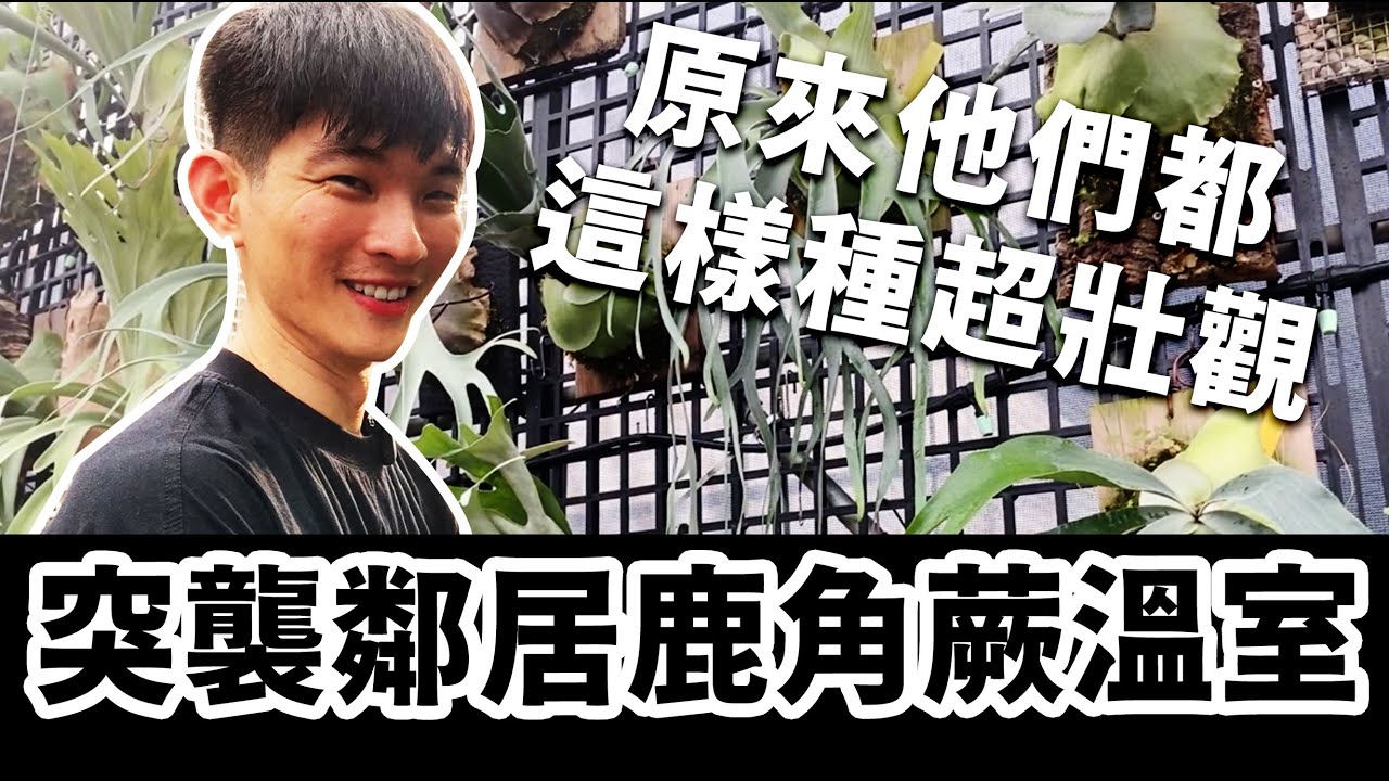 突襲「植播電台」鹿角蕨溫室，原來他們都這樣種鹿！超壯觀！老闆不會告訴你的鹿角蕨乾貨知識～ #鹿角蕨 #鹿角蕨繁殖 #溫室