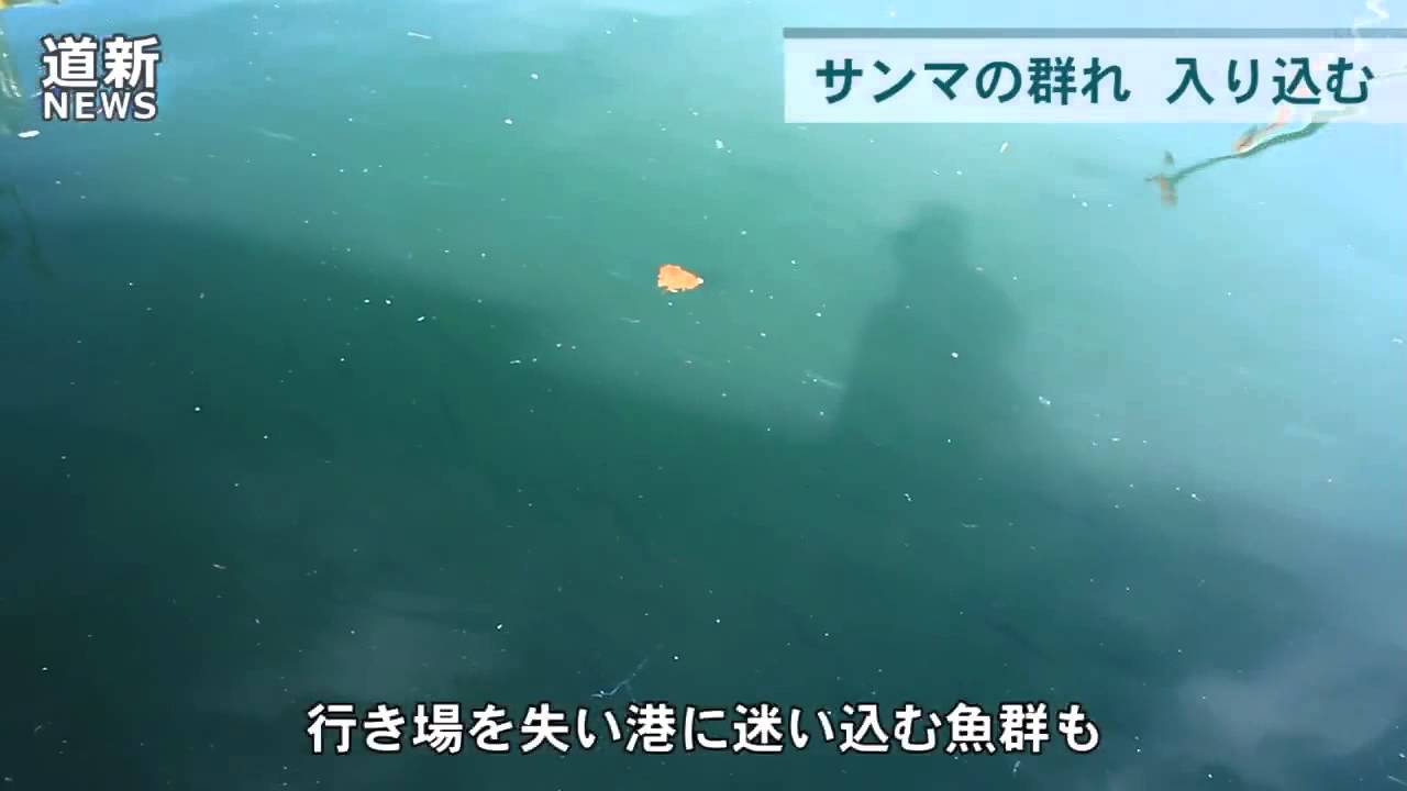 ＜知床リポート＞　斜里・ウトロ漁港にサンマの群れ　荒れた海流で迷い込む？