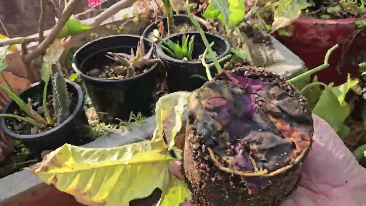 DON'T  Forget to Grow These 10 plant Cuttings In Winters