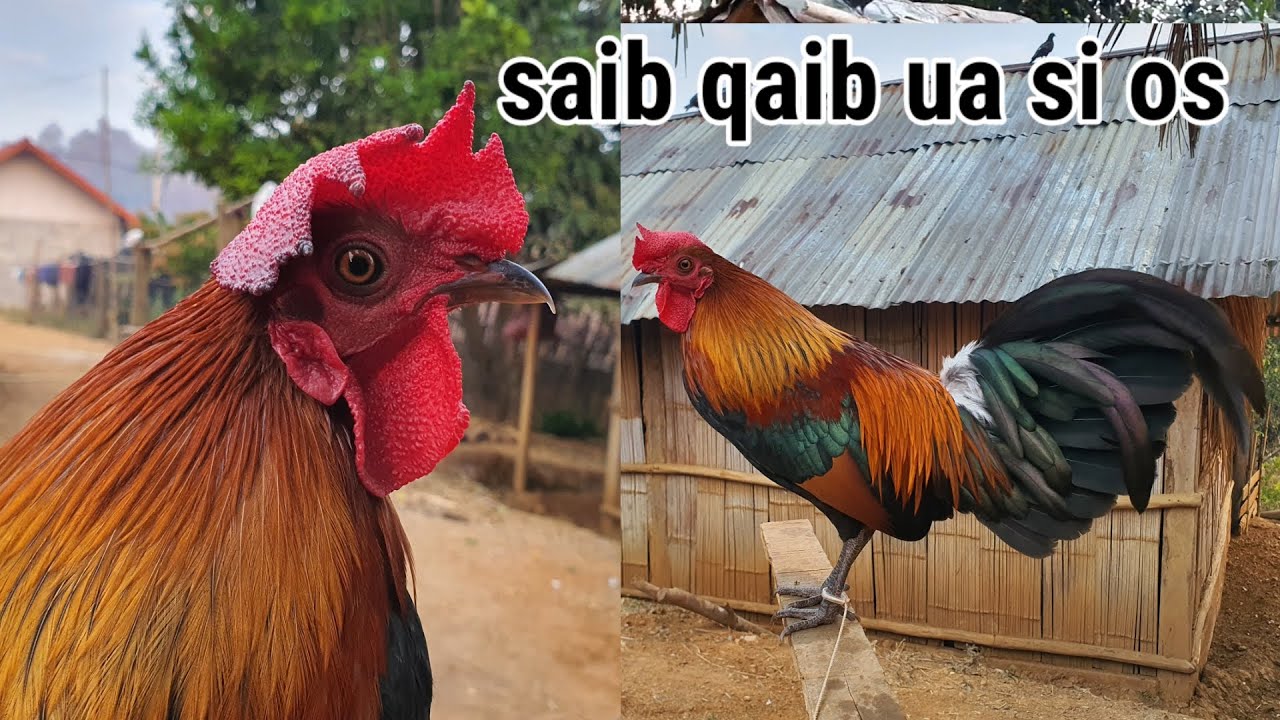 Saib kuv tus me nyuam tshuag qaib dib no seb pua muaj neeg nyiam 22876723