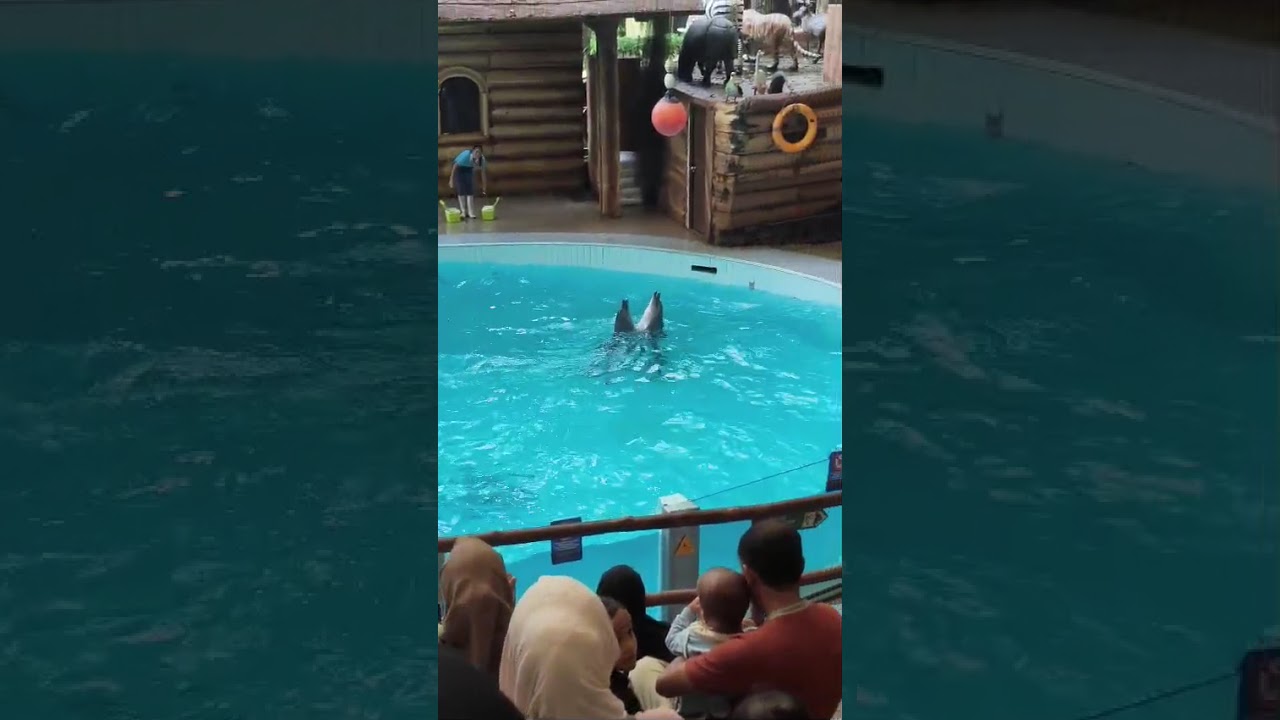 Penampilan show lumba-lumba di Taman Safari Cisarua Bogor 