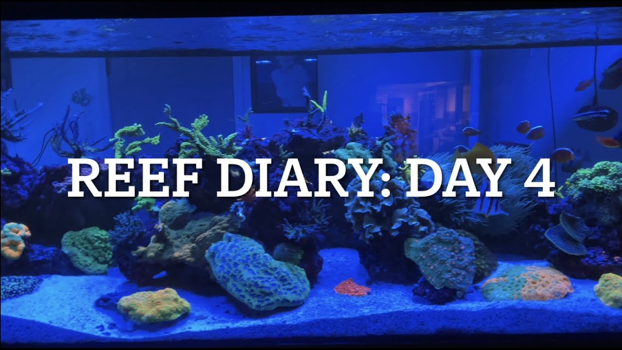 Reef Diary: Day 4