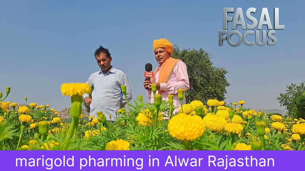 Marigold  farming ine Alwar Rajasthan | huge profits at low cost 