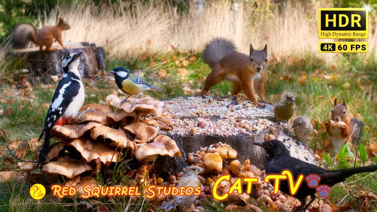 Cat TV NO ADS😻 Nature Playtime with Little Forest Friends Cutest Birds and Eurasian Red Squirrels