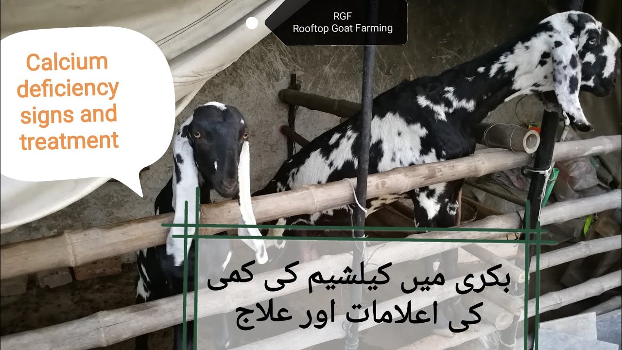 Calcium deficiency | بکری میں کیلشیم کی کمی کی اعلامات اور علاج || Rooftop Goat Farming