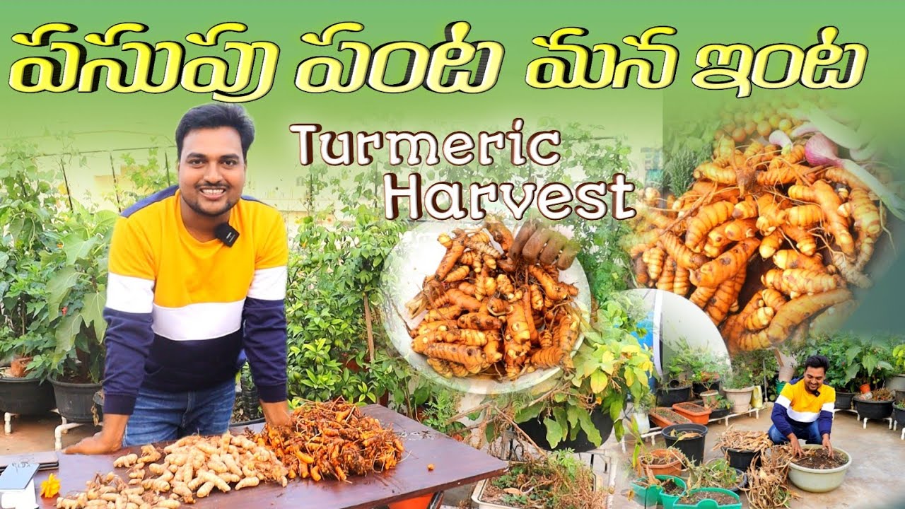 పసుపు పంట మన ఇంట Turmeric Harvest #haldi #turmeric