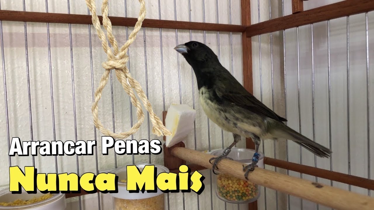 POR QUE COLEIRO COME PENA