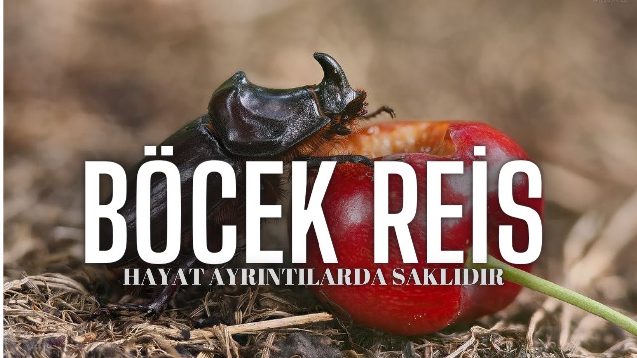 90 Bin Dolarlık Böcek / Gergedan Böceği #BöcekReis  Oryctes nasicornis