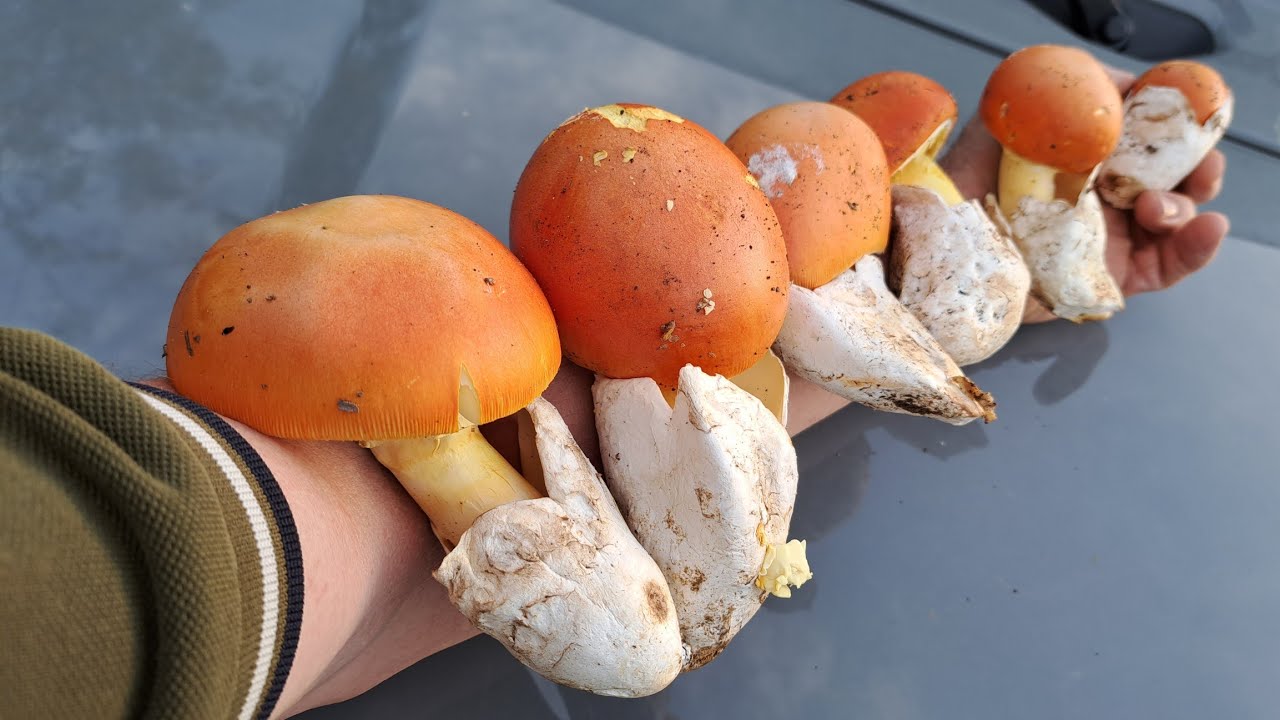 FUNGHI PORCINI 2022 - 50 ovoli da paura!!!🍄😱