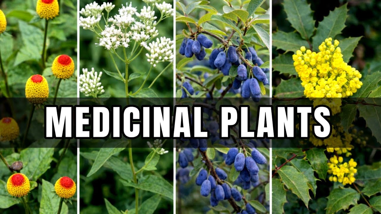 20 Forgotten Medicinal Plants That Can HEAL You Naturally : The Lazy Gardeners' Goldmine