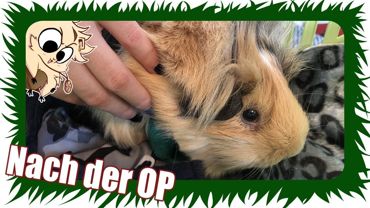 Semmel wurde OPERIERT / FLEECE-HALTUNG für 1 Woche | Die Meeries