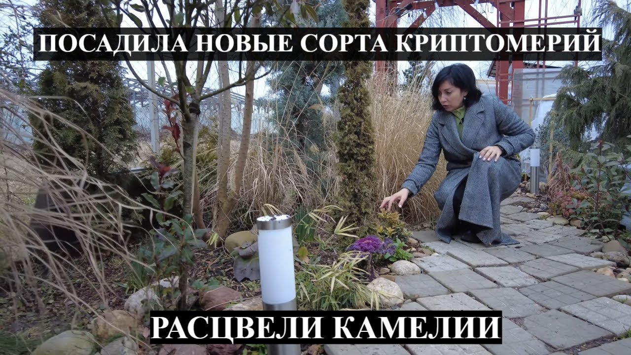 ПОСАДИЛА НОВЫЕ СОРТА КРИПТОМЕРИЙ \ Морозники и другие первоцветы \ УРА! РАСЦВЕЛИ КАМЕЛИИ \обзор сада