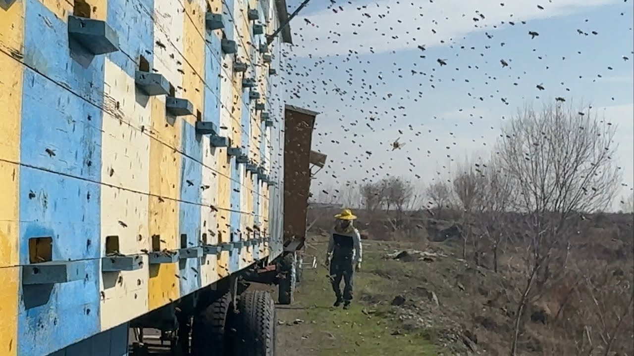 Арилар зӯр (14.02.2026)