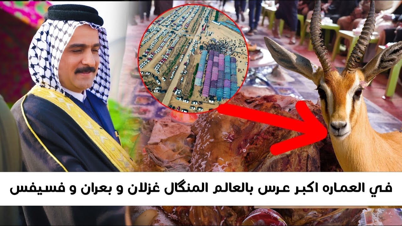 عرس  حفيد شيخ عدنان البزوني في العماره  اكبر عرس بالعالم  المنگال غزلان و بعران و فسيفس