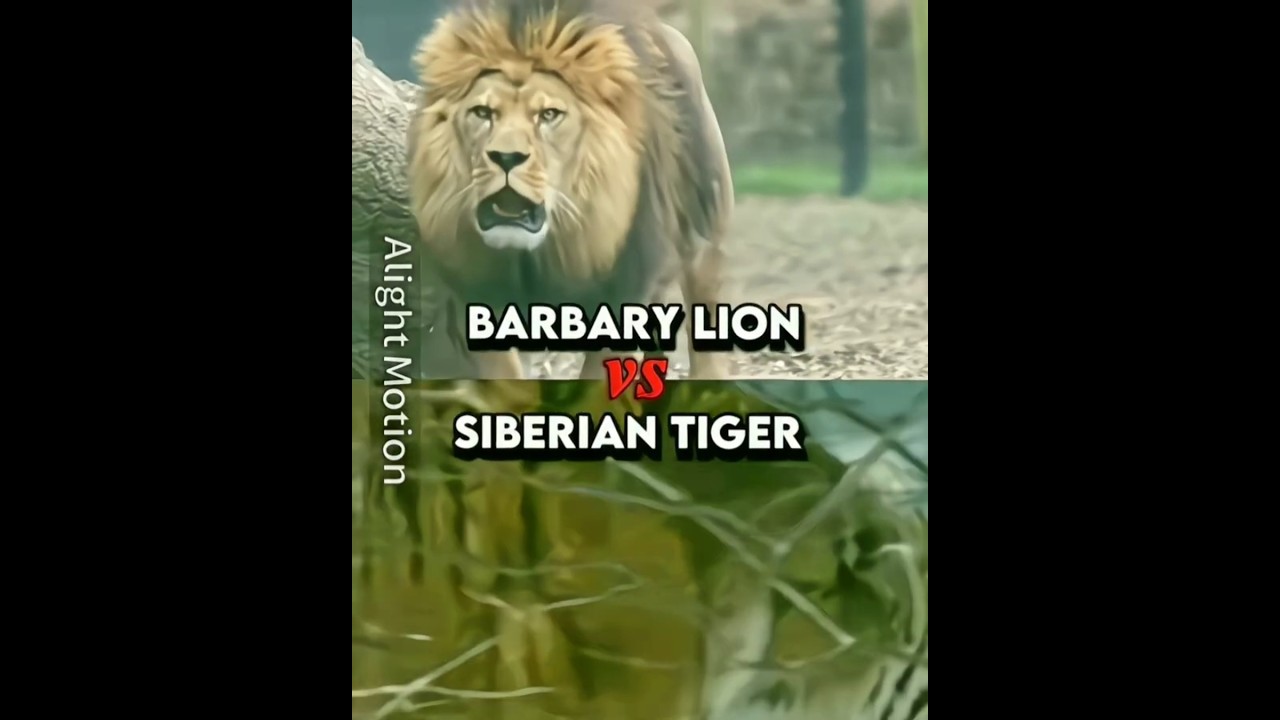 Barbary Lion VS Siberian tiger edit 🔥