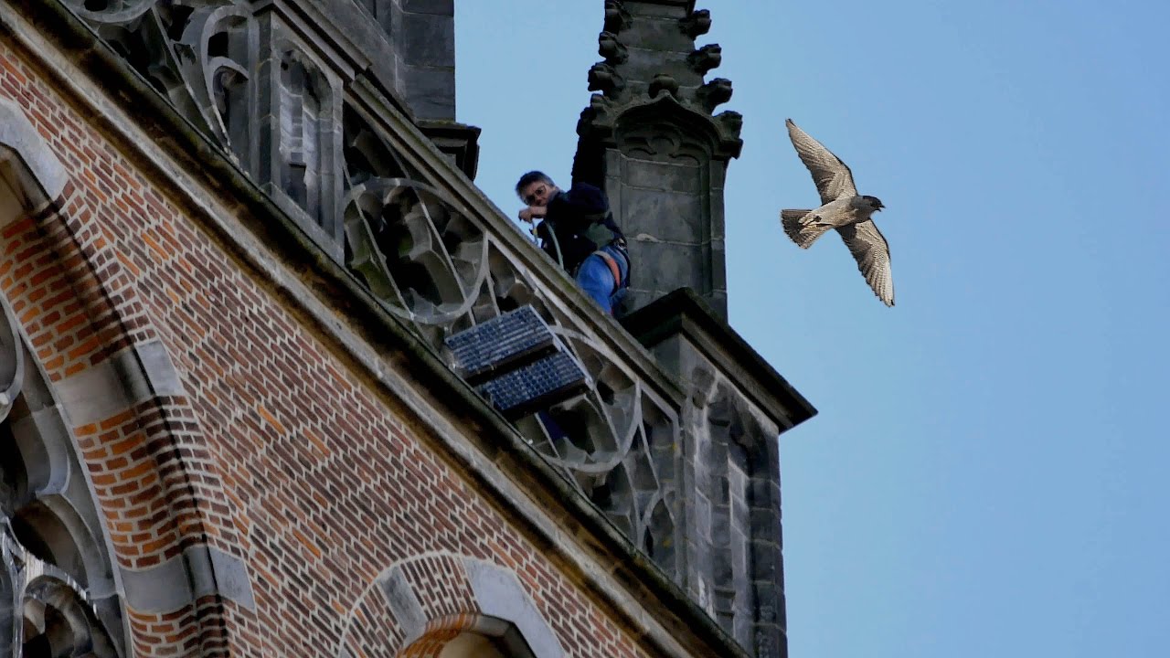 Slechtvalk OLV toren Amersfoort even verstoord door werkzaamheden 2017