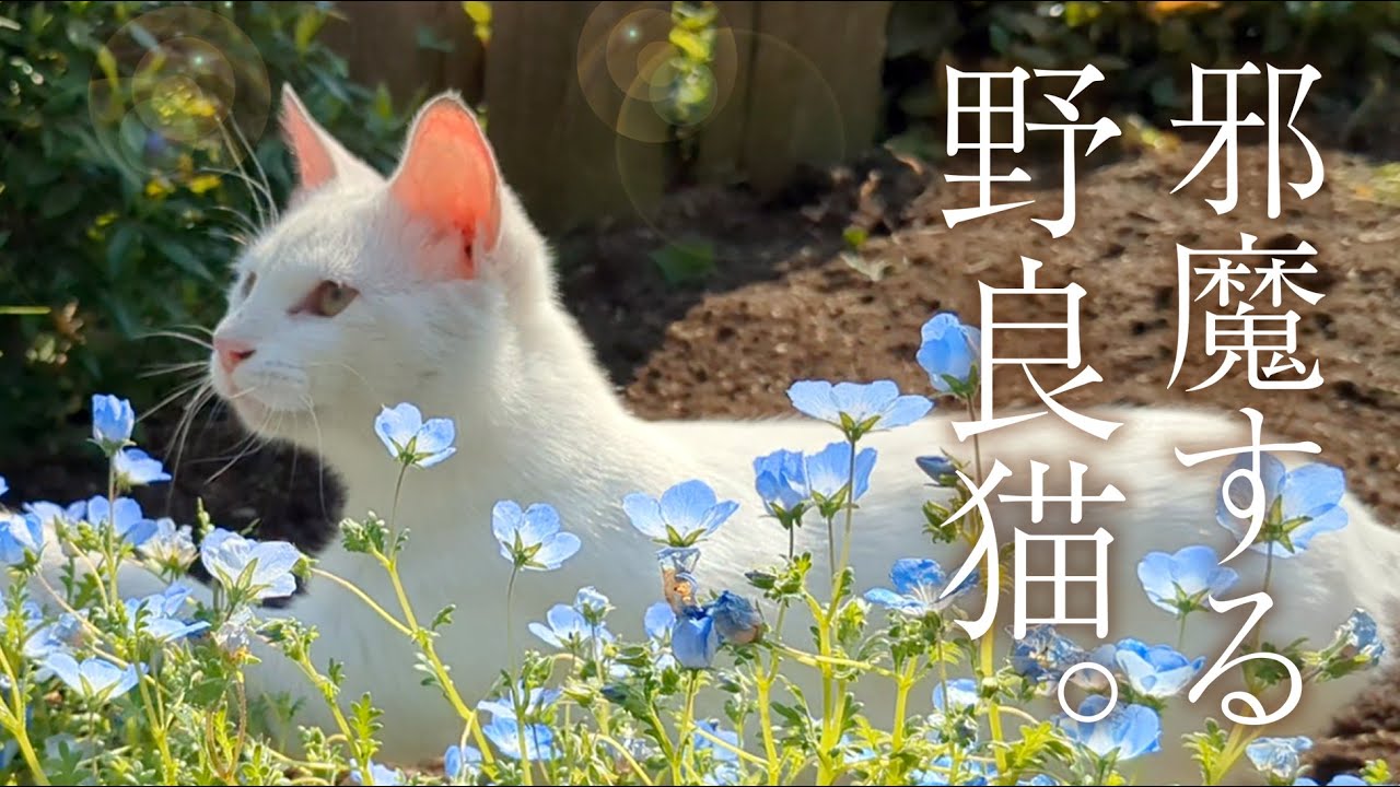 こんなに人懐っこい野良猫、見たこと無い!!