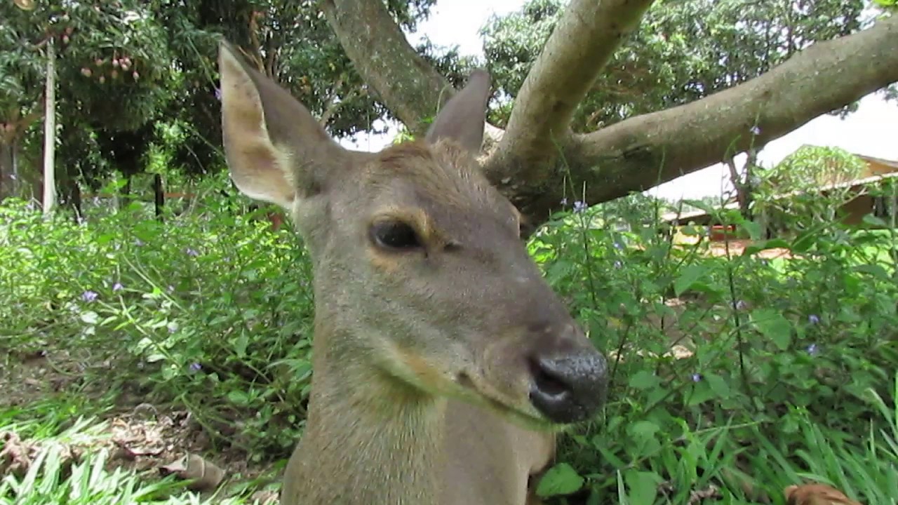 Gray Brocket deer (Mazama gouazoubira)
