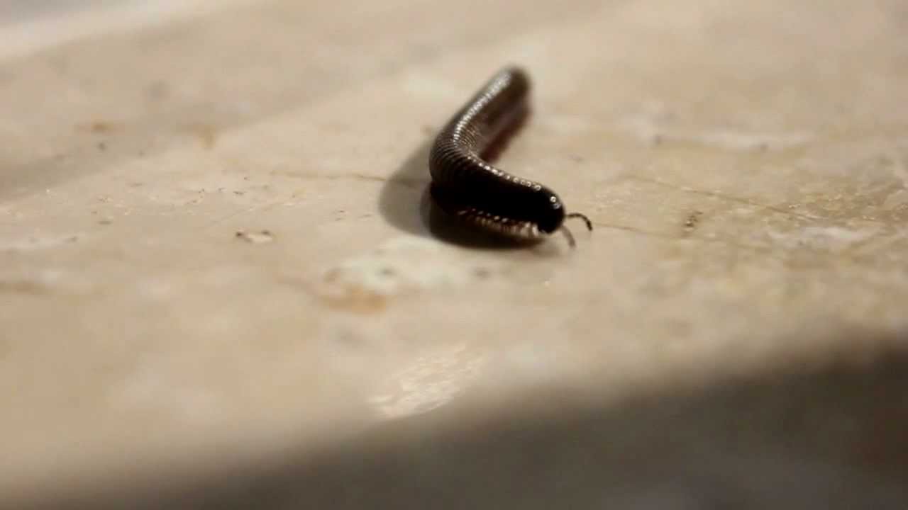 Free Video Material for Download I Centipede I Speedramp I 50 fps I HD