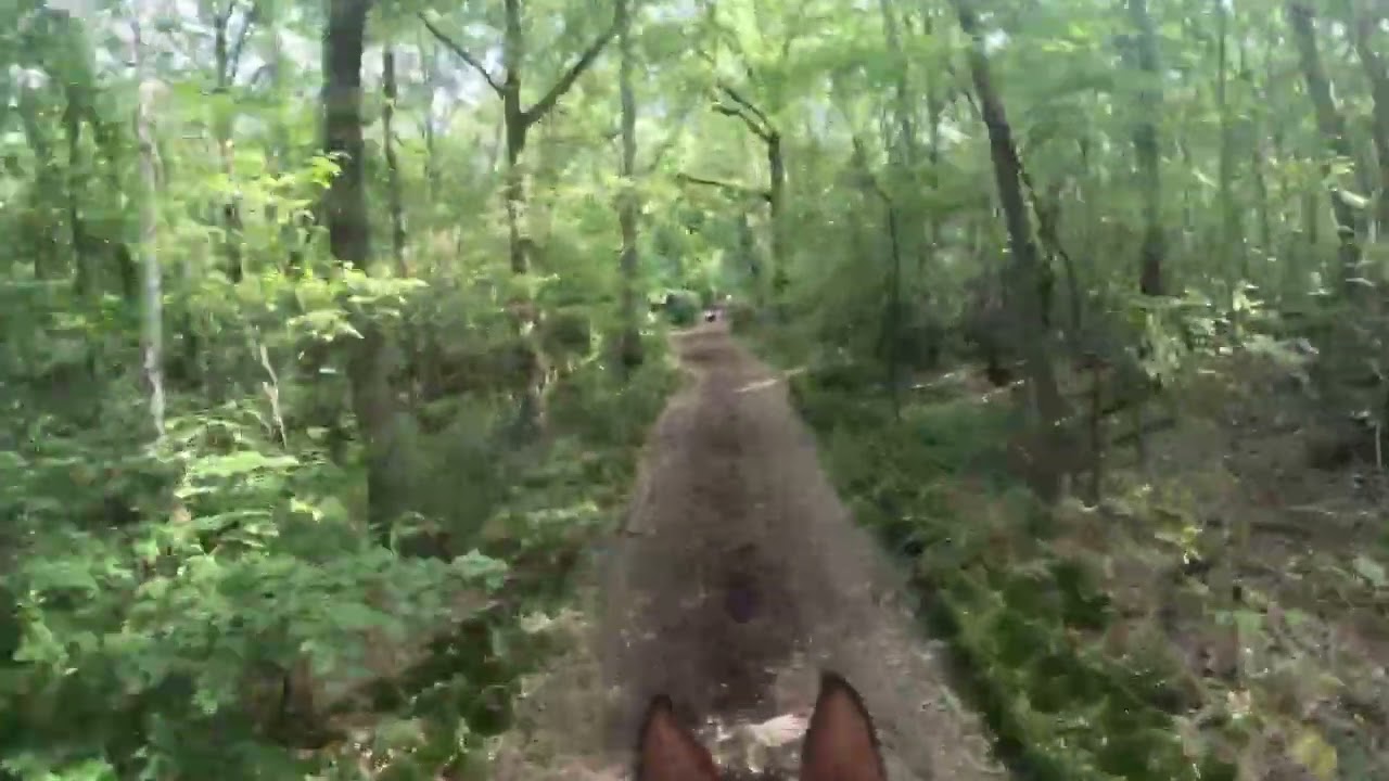 gopro eventing Lisse 2025 M paarden