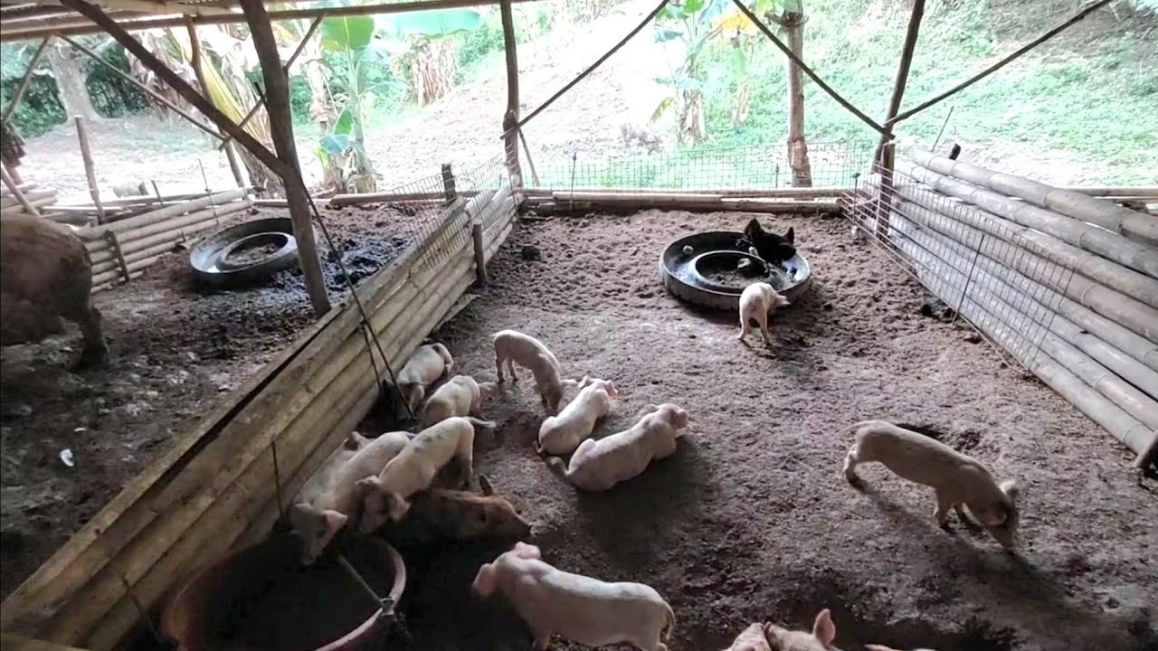Low cost setup high profit 🐖💸💰, kawayan lang naman | Free range pig using electric fence