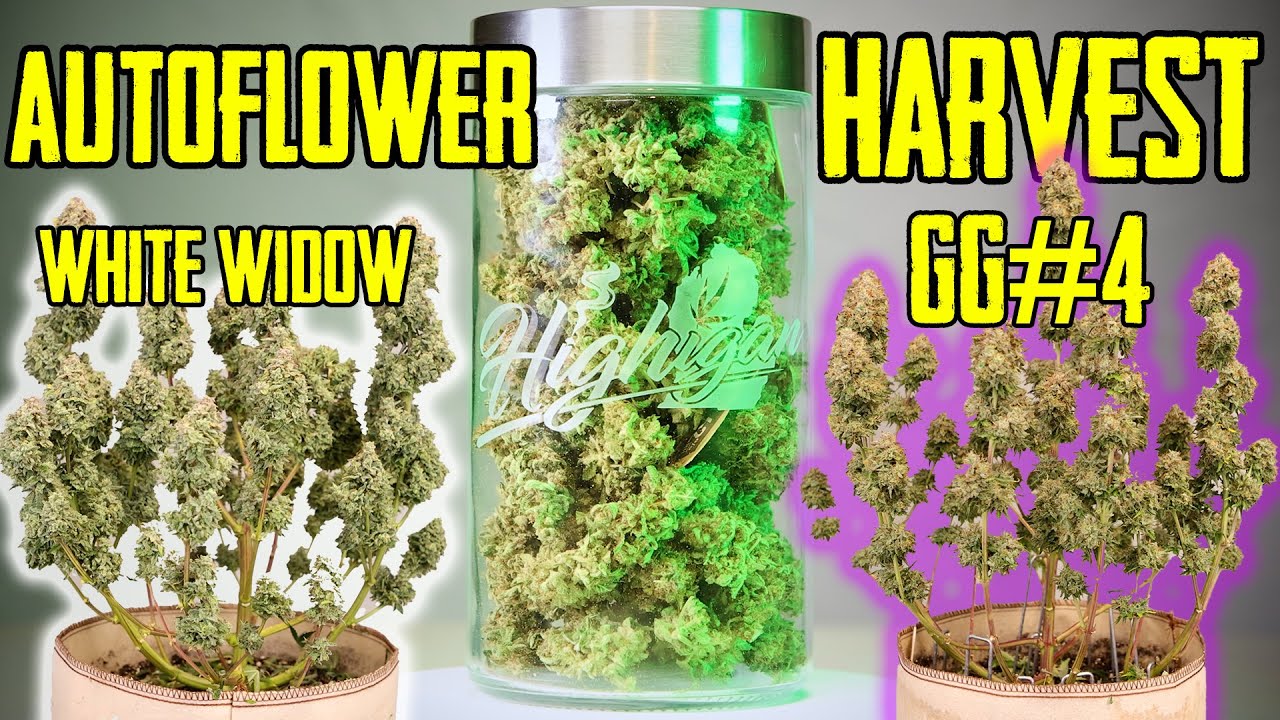 Dry Weight From Our First Autoflower Harvest! White Widow, Gorilla Glue#4