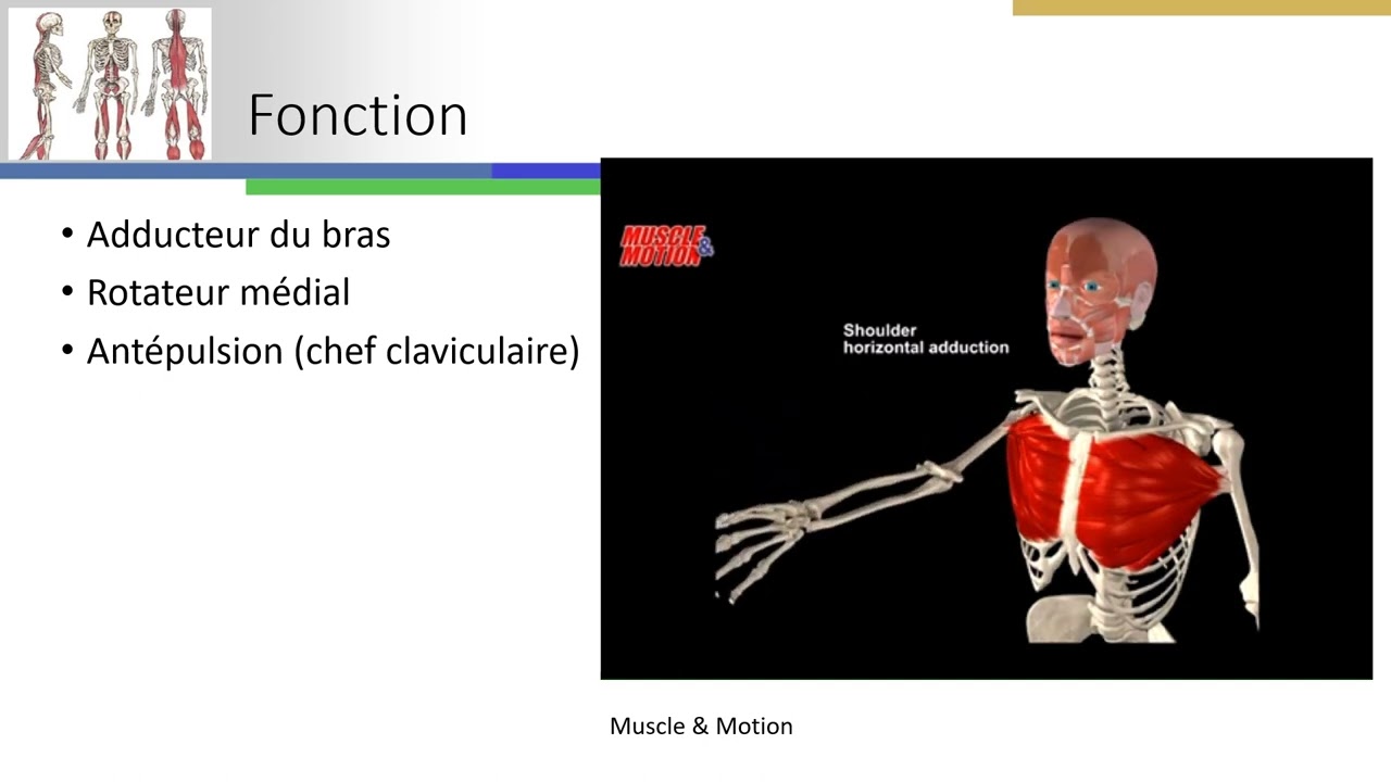 Lésion musculaire du grand pectoral