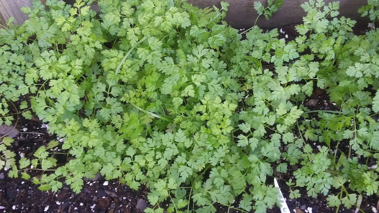 Fines Herbs of French cooking: My Chervil growing project. PT 4