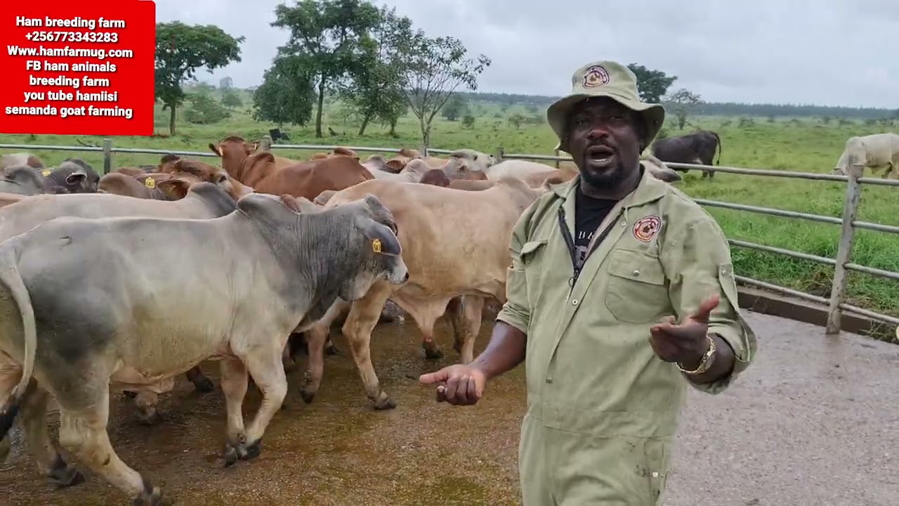 cattle good genes for feedlot and breeding by hamiisi semanda +256773343283