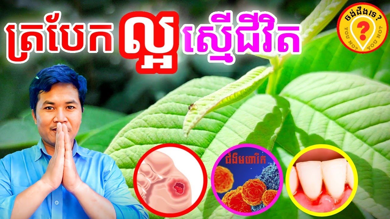 Advantages of Guava leaves អត្ថប្រយោជន៍របស់ត្របែក 1080p