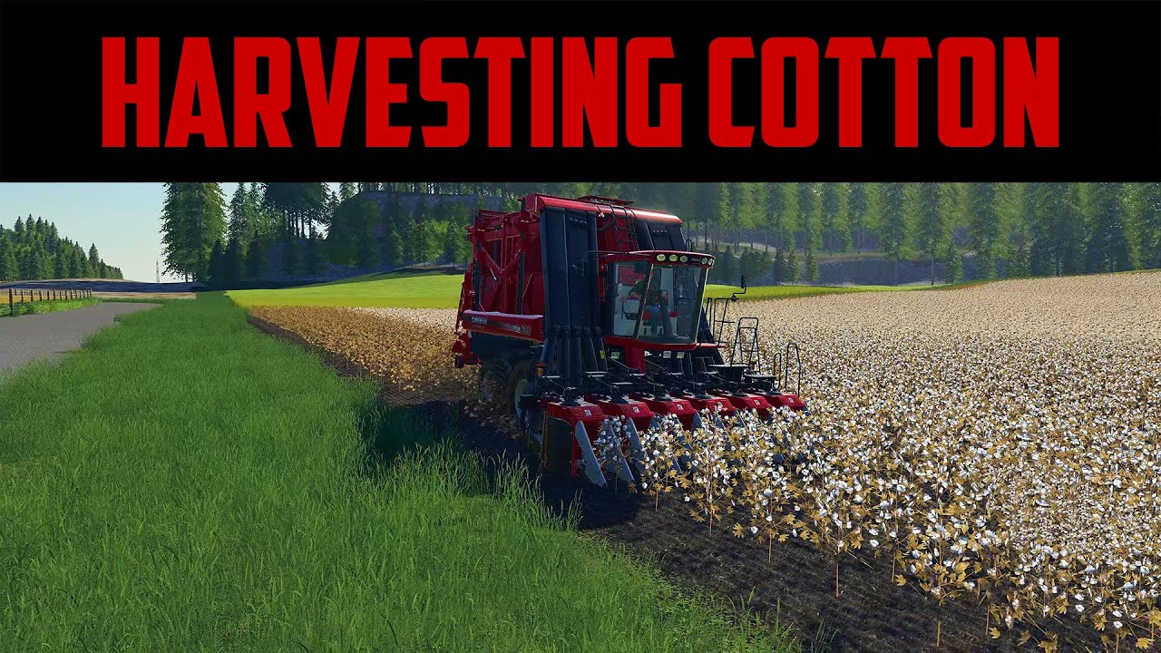 Massive Cotton Harvest | Farming Simulator 19 | Georgia Farms