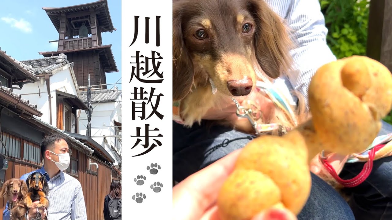 【埼玉犬連れ日帰り旅行】小江戸川越観光散歩でちょい食べ歩き
