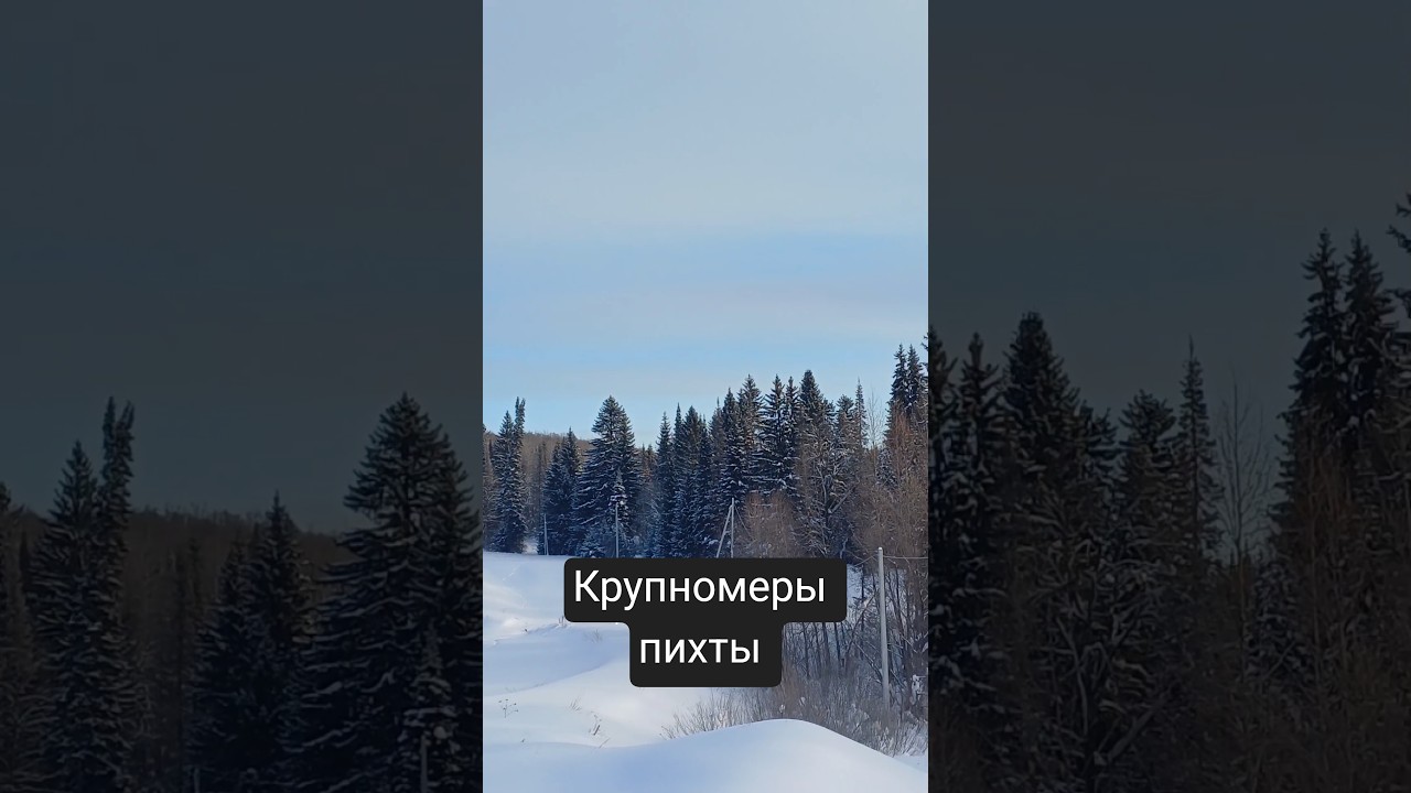 как выбирают крупномеры #Урал #пихта #shortsvideo #ландшафт #крупномеры