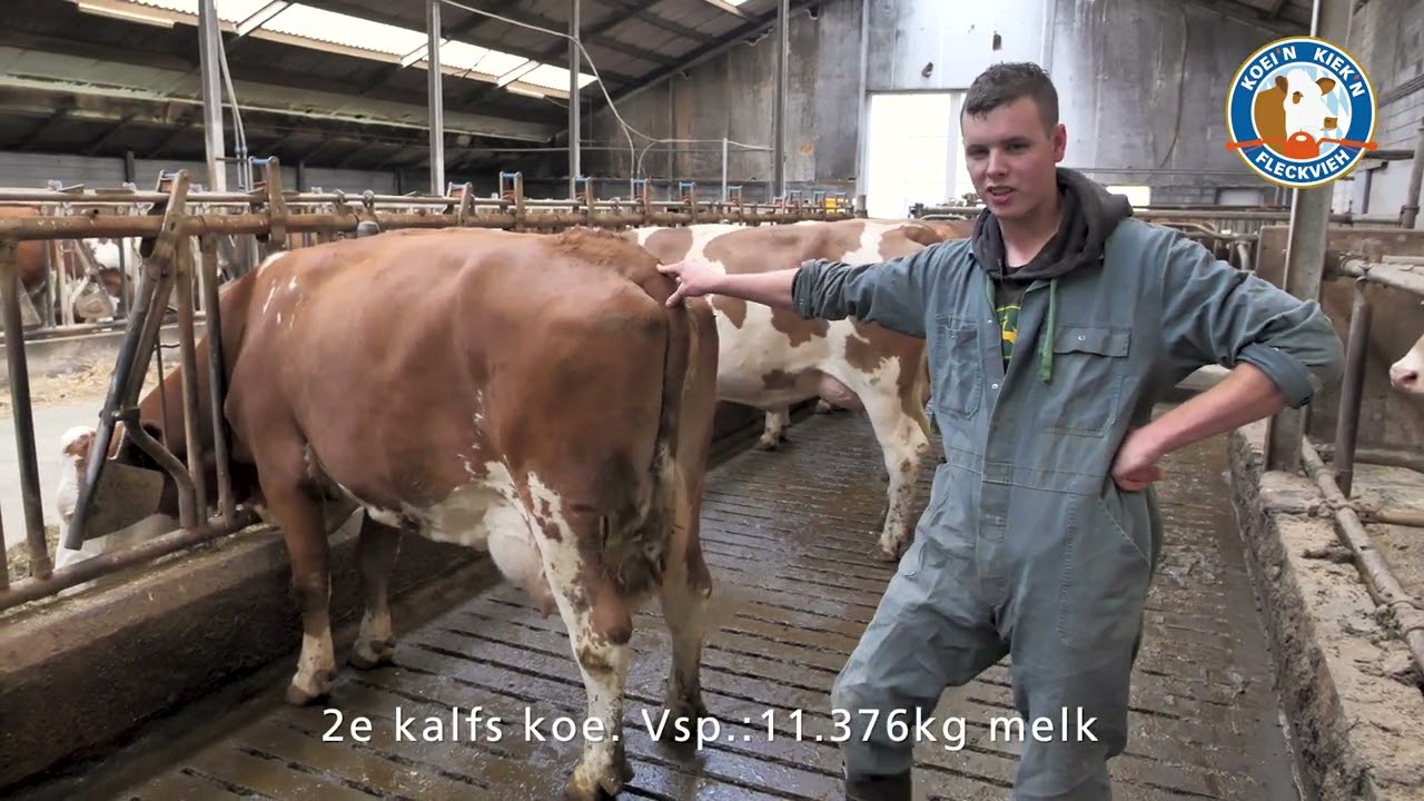 Open Dag versie Koei'n Kiek'n bij Voshart