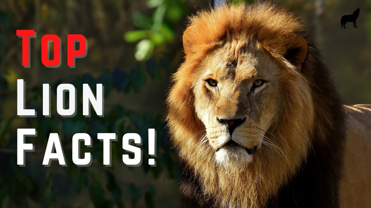 17 Awesome Facts About Lions &ndash; Quick and Easy Lion Facts