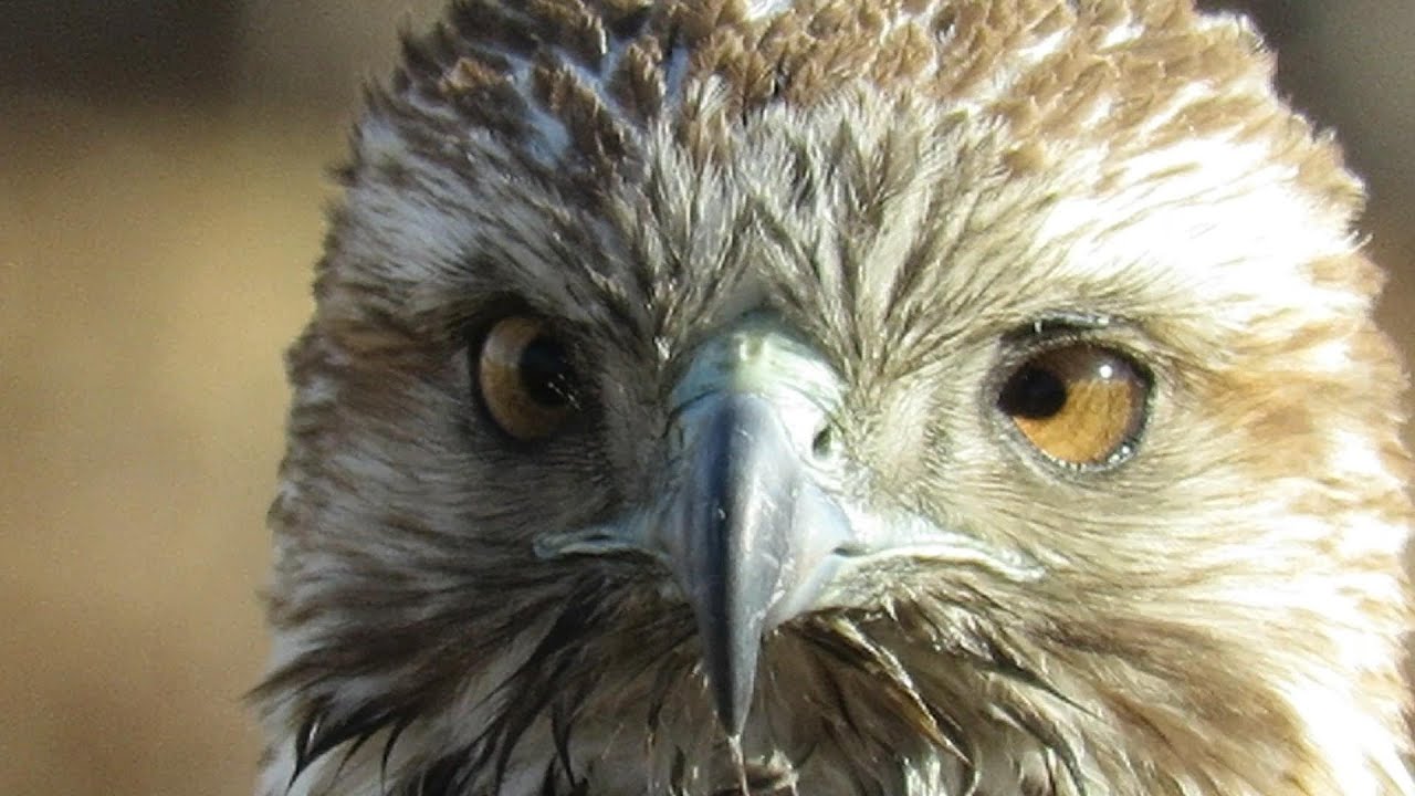 Troubled Young Red-tailed Hawk