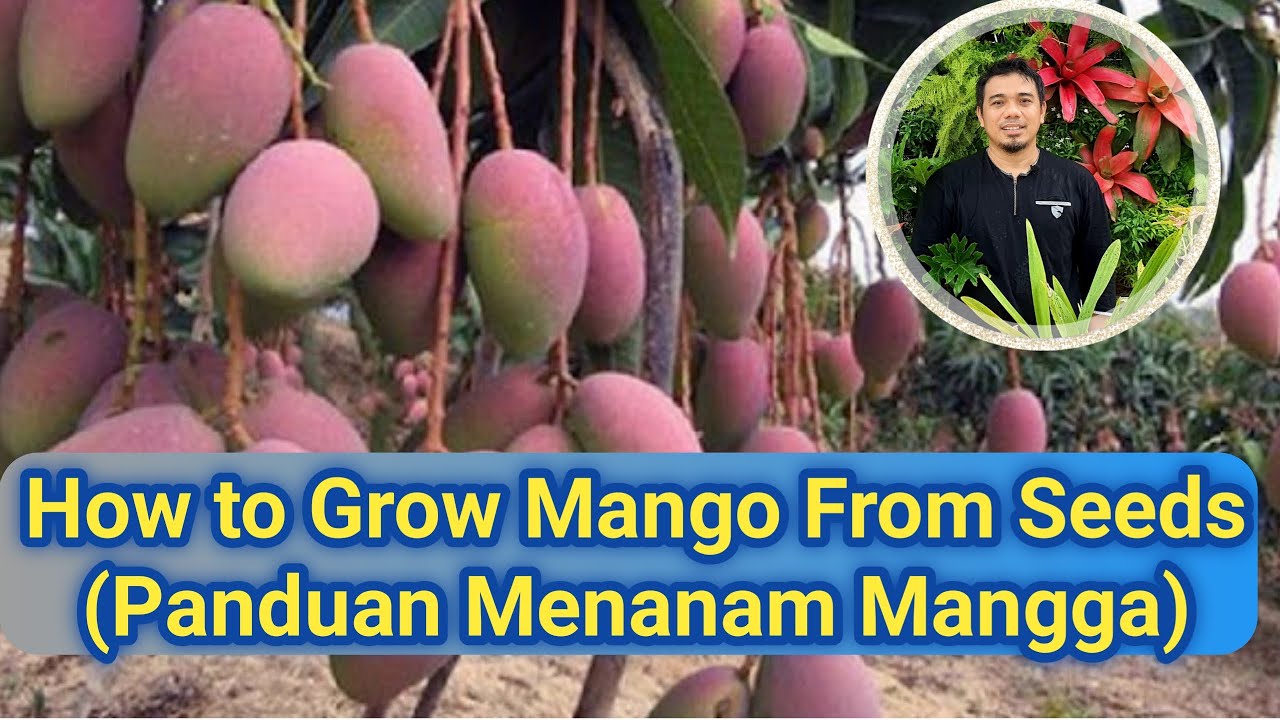Cara menanam mangga agar cepat berbuah, how to grow mango from seed, how to grow mango from in pot