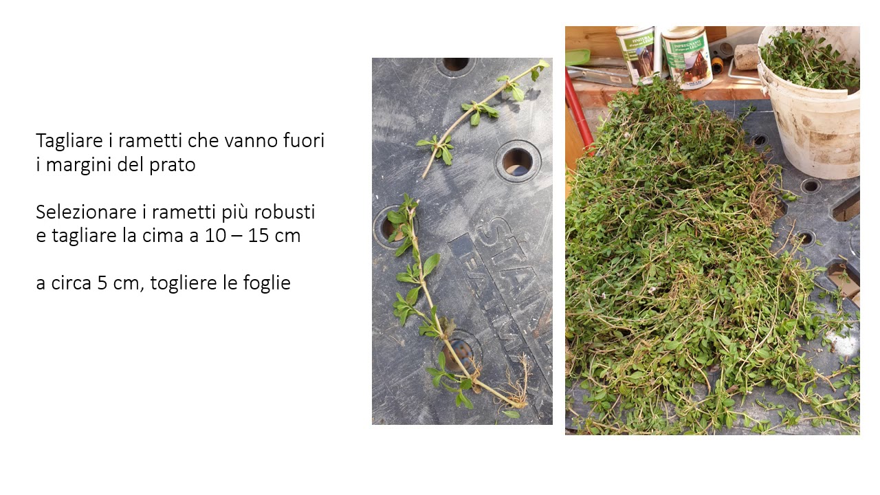 Lippia Nodiflora propagazione