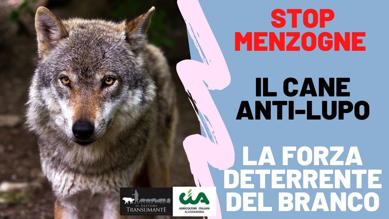 I CANI ANTI LUPO il SUCCESSO del BRANCO. Come allestire un'efficace squadra di cani da guardiania!