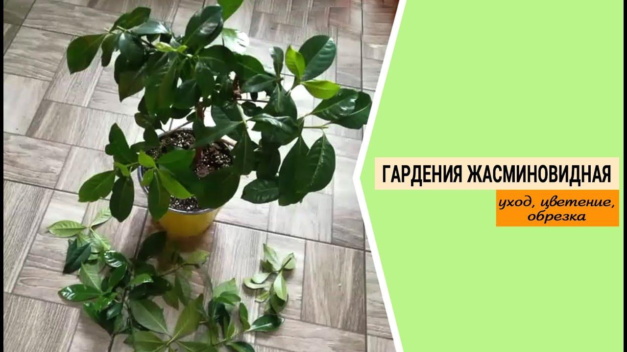 Гардения жасминовидная. Выращивание, уход.