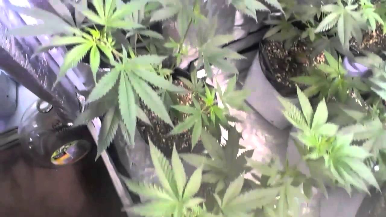 WEED SMOKERS AND GROWERS !!
