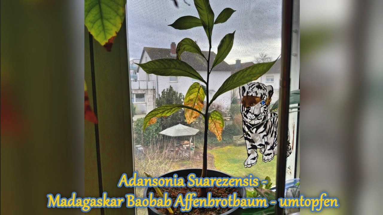 Adansonia Suarezensis - Roter Madagaskar Affenbrotbaum Baobab umpflanzen + Adansonia Digitata 2026