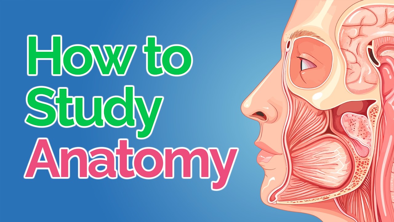 How to Study Anatomy in Med School 💀 5 Fool-Proof Steps