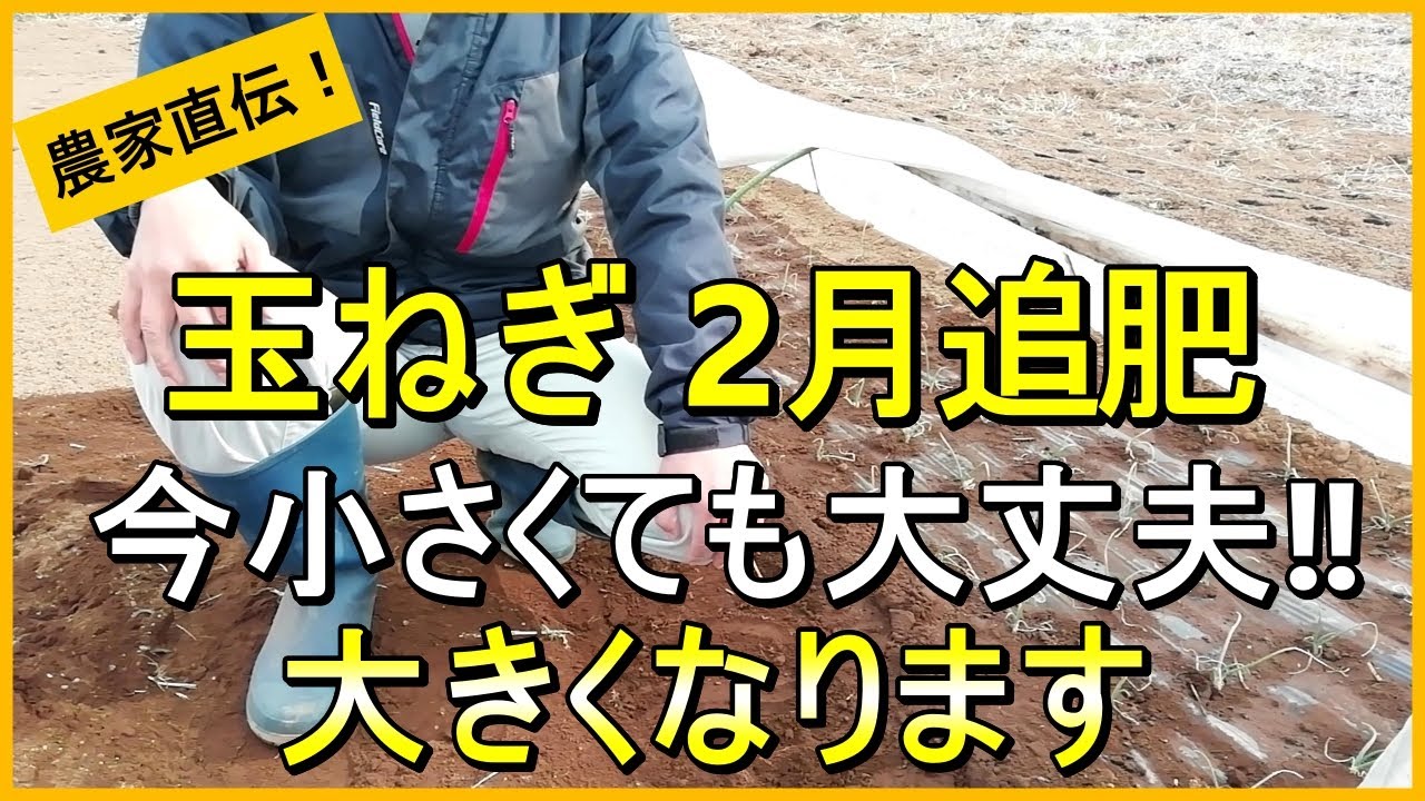 【玉ねぎ栽培】2回目の追肥のタイミングとやり方を徹底解説！【有機農家直伝！無農薬で育てる家庭菜園】　25/2/1